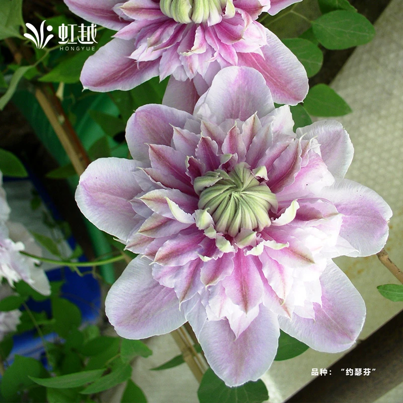 虹越 | 爬藤铁线莲1.5加仑盆栽苗 庭院阳台爆花花墙耐寒藤本花卉