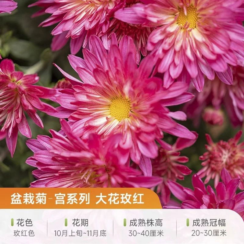 球菊新品-大花宫玫