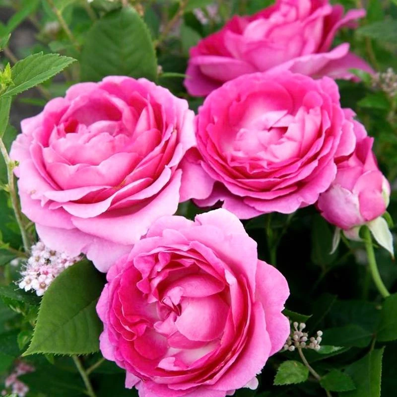 虹越 |  德国科德斯月季“音乐之声”6L