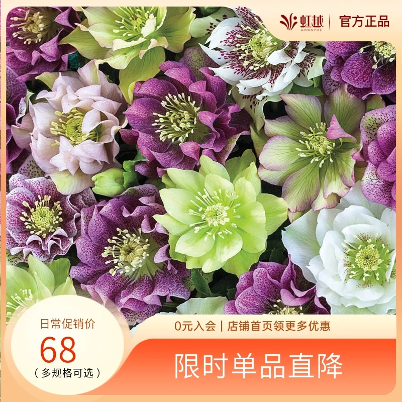 HONGYUE/虹越日系铁筷子盆栽苗 圣诞玫瑰冬春季耐寒多年生花卉
