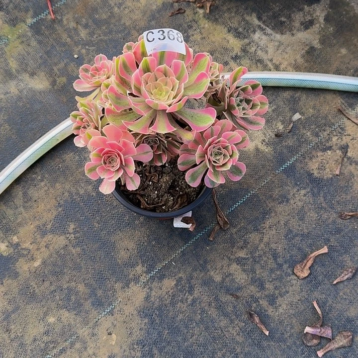 红陶20CM（含）-50CM（不含）锐**械368