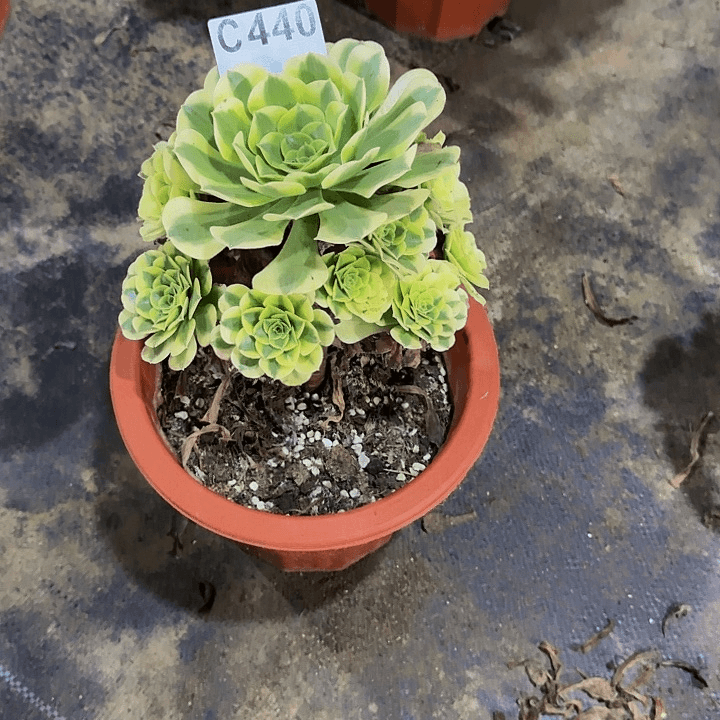 红陶20CM（含）-50CM（不含）玲*440