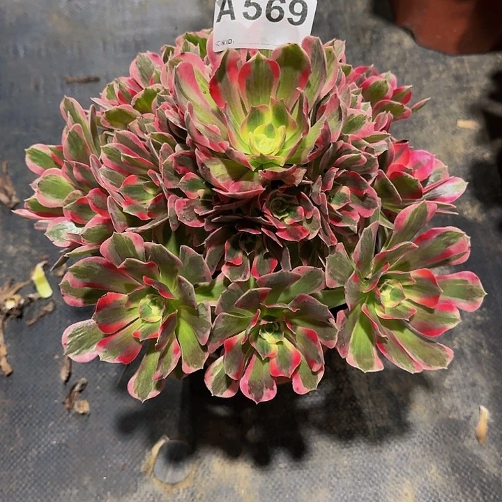 红陶20CM（含）-50CM（不含）569