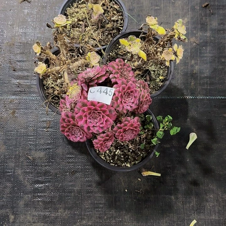红陶20CM（含）-50CM（不含）A*a445