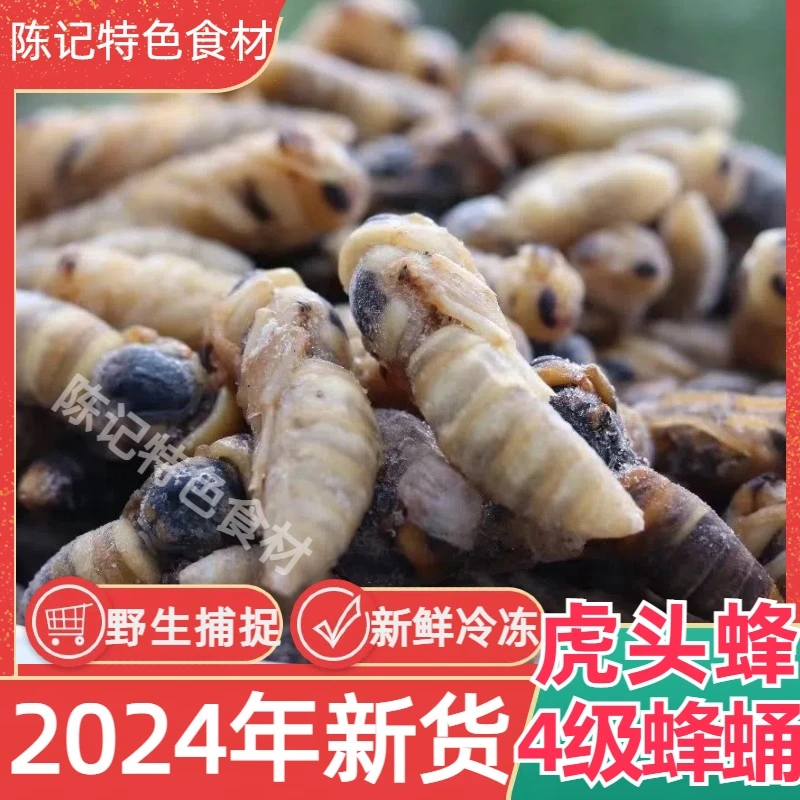 2025新货4级金环虎头蜂蜂蛹新鲜冷冻蜂儿子马蜂蛹黑无翅土蜂蛹