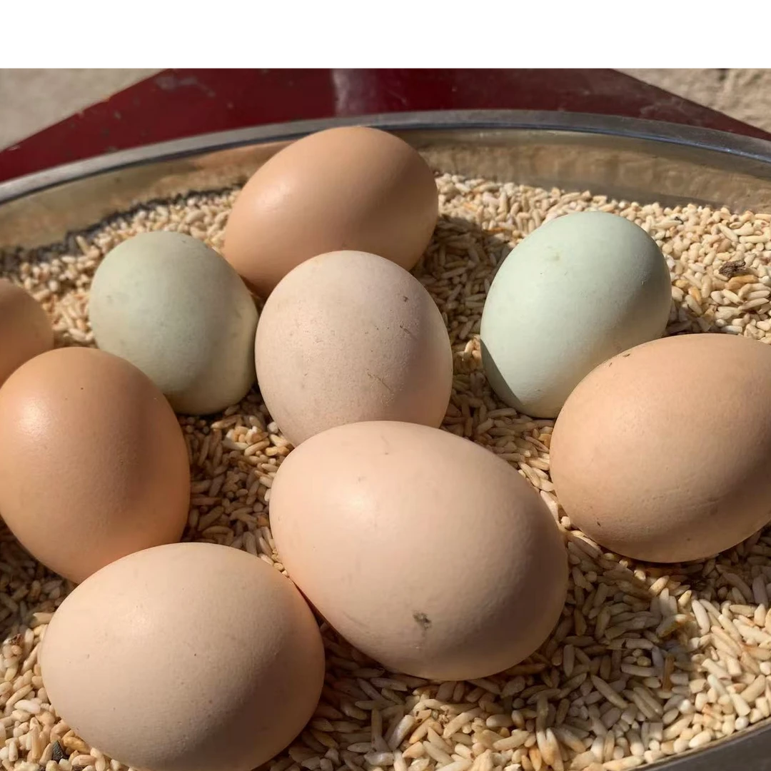 农村散养新鲜土鸡蛋