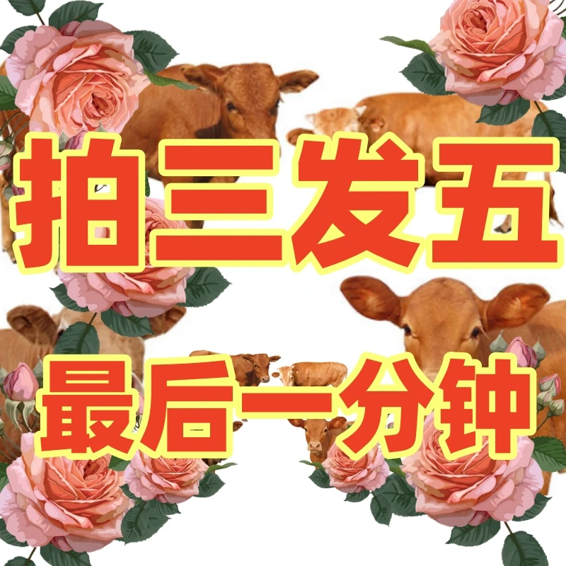当日新鲜拍三发五【鲜花枸骨专属】281