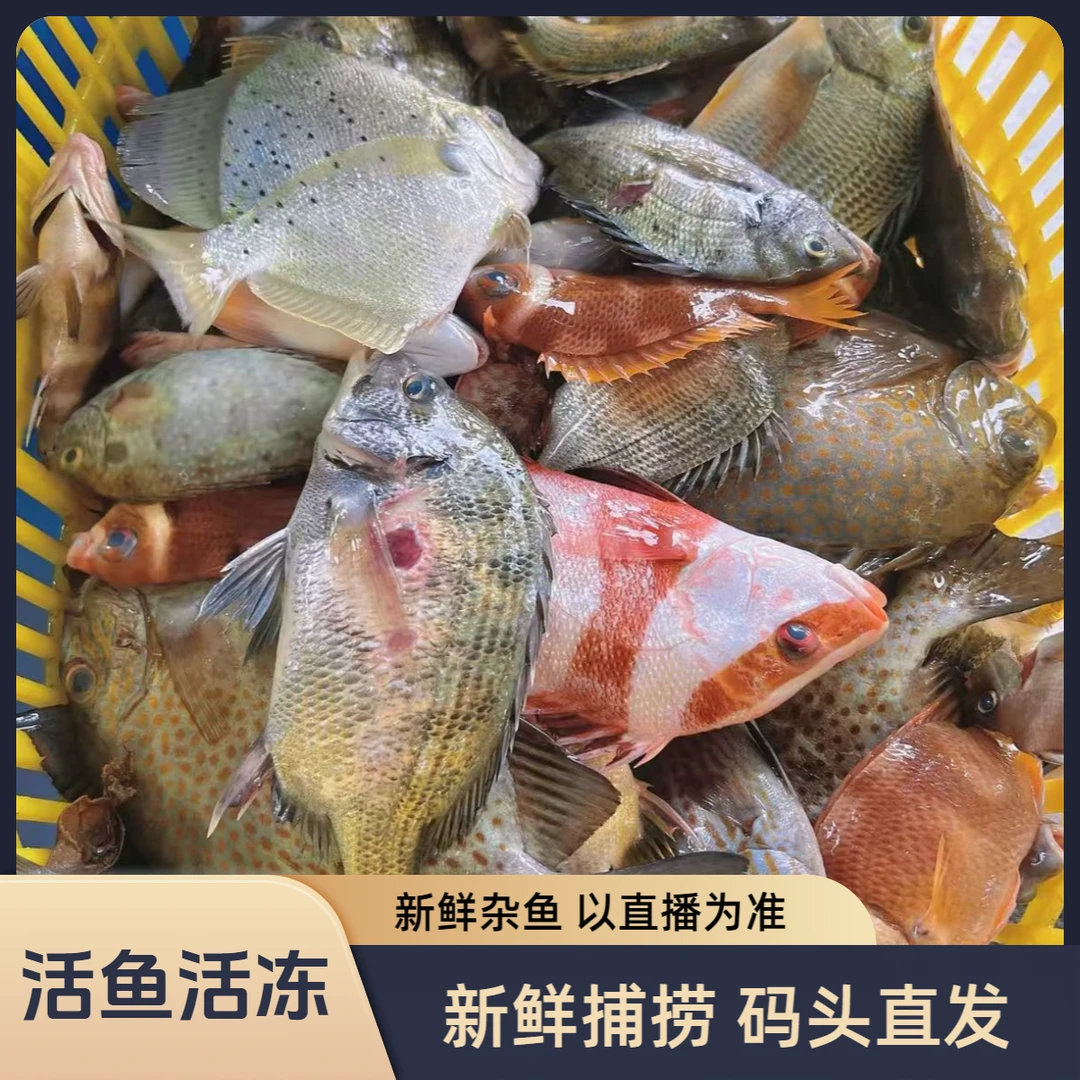 新鲜杂鱼组合套餐（10斤）本港海捕野生海鲜新鲜速冻顺丰冷链包邮