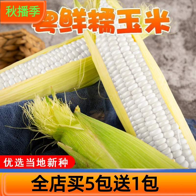 【满5包包邮】水果玉米粘玉米糯玉米种籽糯甜糯玉米种子水果玉米