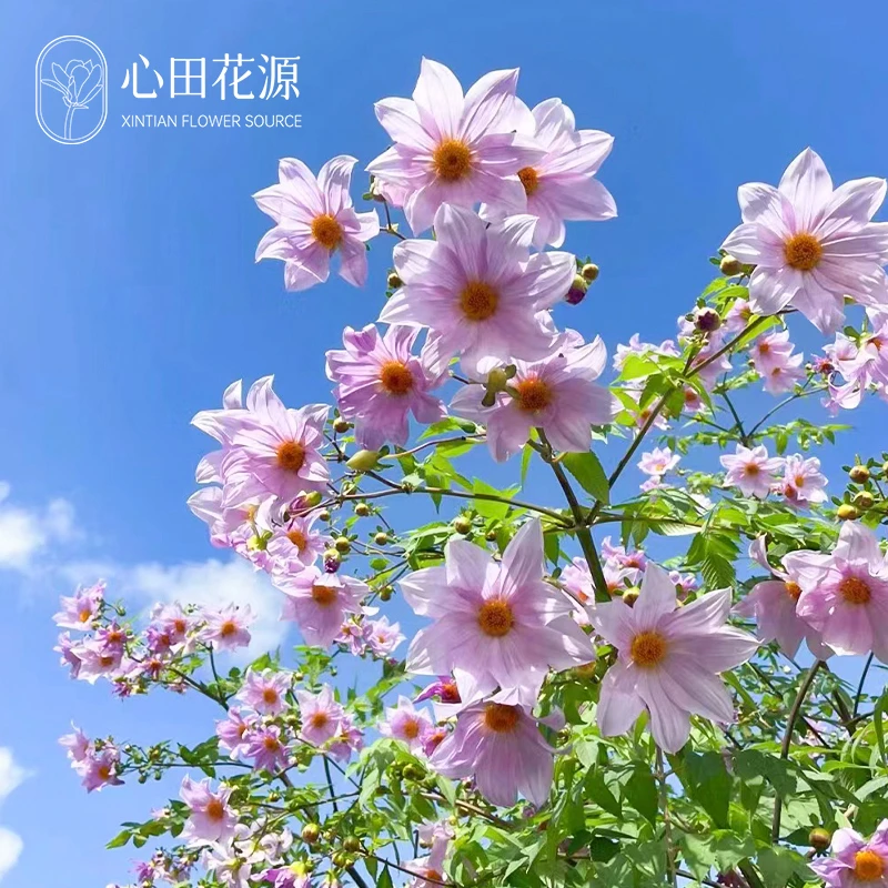 树大丽盆栽帝王大丽花阳台庭院花卉易养护花量大多年生宿根耐寒