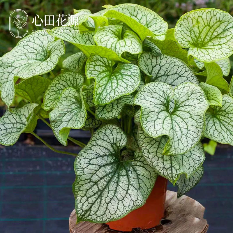 心叶牛舌草-亚历山大 大帝耐寒耐荫多年生宿根盆栽办公室绿植花卉