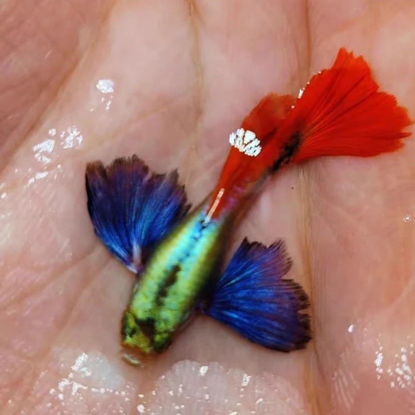 精品泰系白金象耳,皮实好养耐活,丰年虾高蛋白饲料喂养,体型粗壮