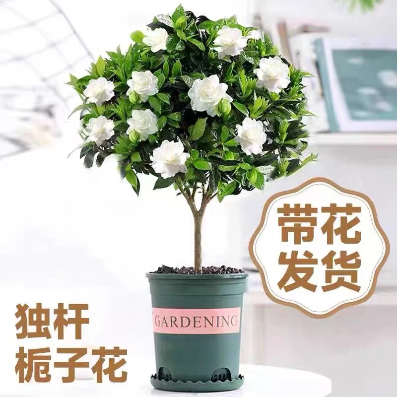 栀子花盆栽花卉植物室内花四季开花驱蚊老桩花树苗阳台枝枝花绿植