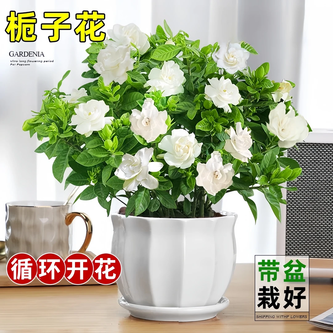 带花苞栀子花盆栽树苗植物办公室内阳台桌面花卉四季开花好养绿植