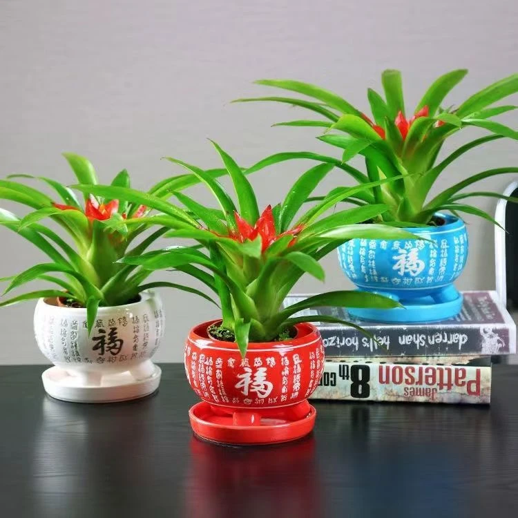 鸿运当头盆栽室内水培花卉小红星水养绿植物四季好养鲜花空气凤梨