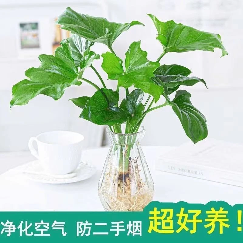 春羽绿植盆栽室内客厅花卉水养水生好养活办公室绿萝春雨水培植物