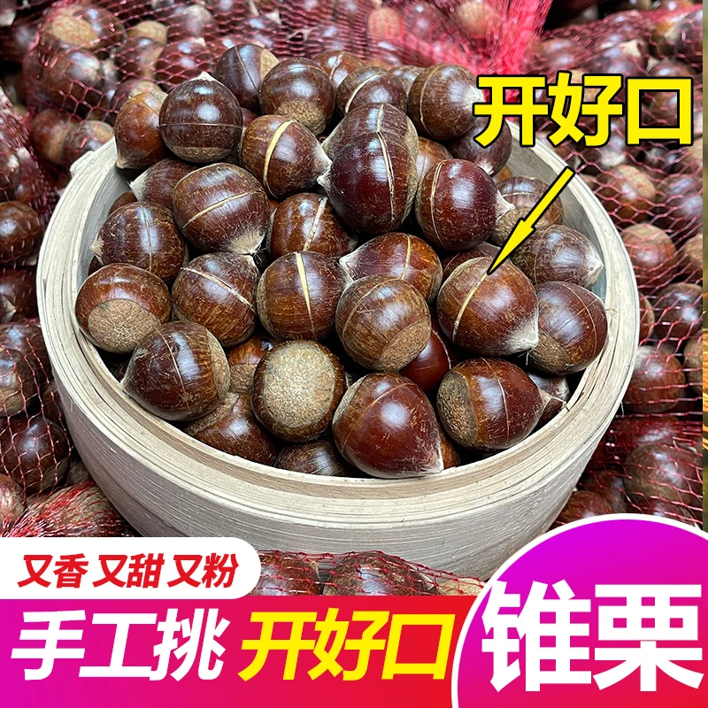 【开好口】板栗生新鲜锥栗建瓯高山锥栗油栗圆栗农家现摘小毛栗包邮