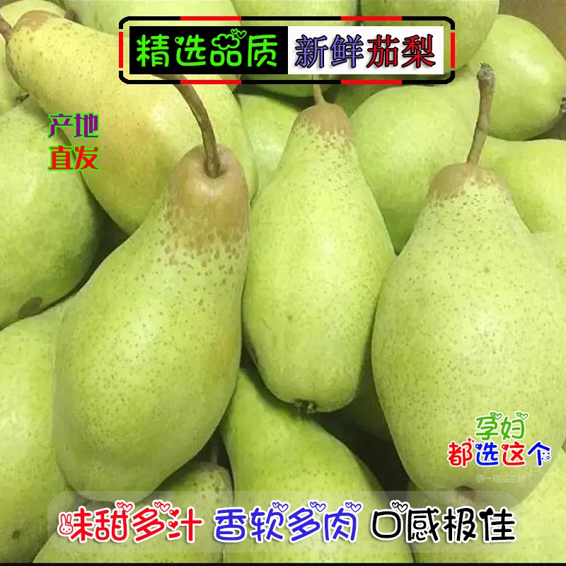 正宗东北茄梨大头梨皮薄多汁软糯香甜新鲜采摘