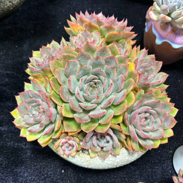 八十八包邮多肉一物一拍艾格利亚玫瑰
