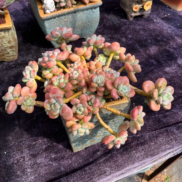 多肉一物一拍红洛神叶展30cm