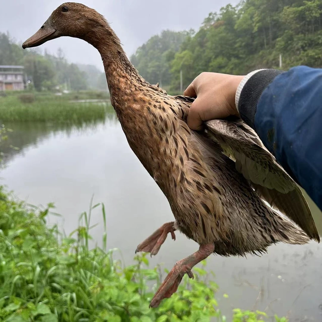 恩施高山农家散养3年5年7年老麻鸭煲汤老鸭（现拍现宰，真空包装）