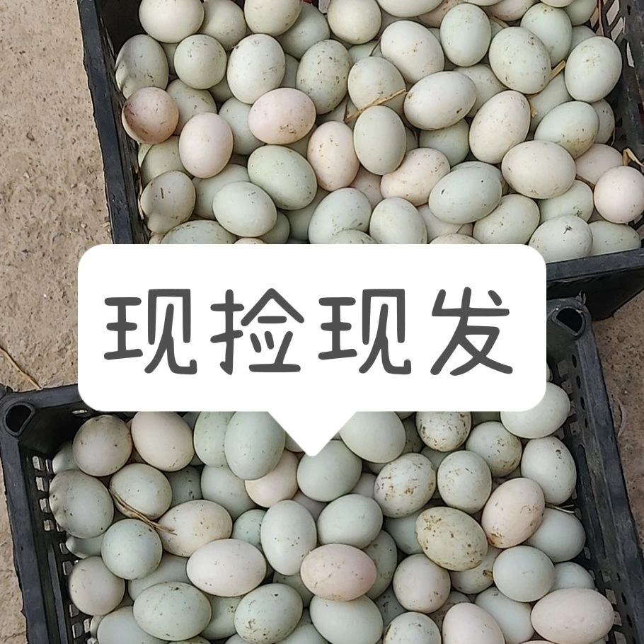 正宗散养生鸭蛋土鸭蛋微山湖新鲜现捡笨鸭蛋草鸭蛋新鲜农村鸭蛋