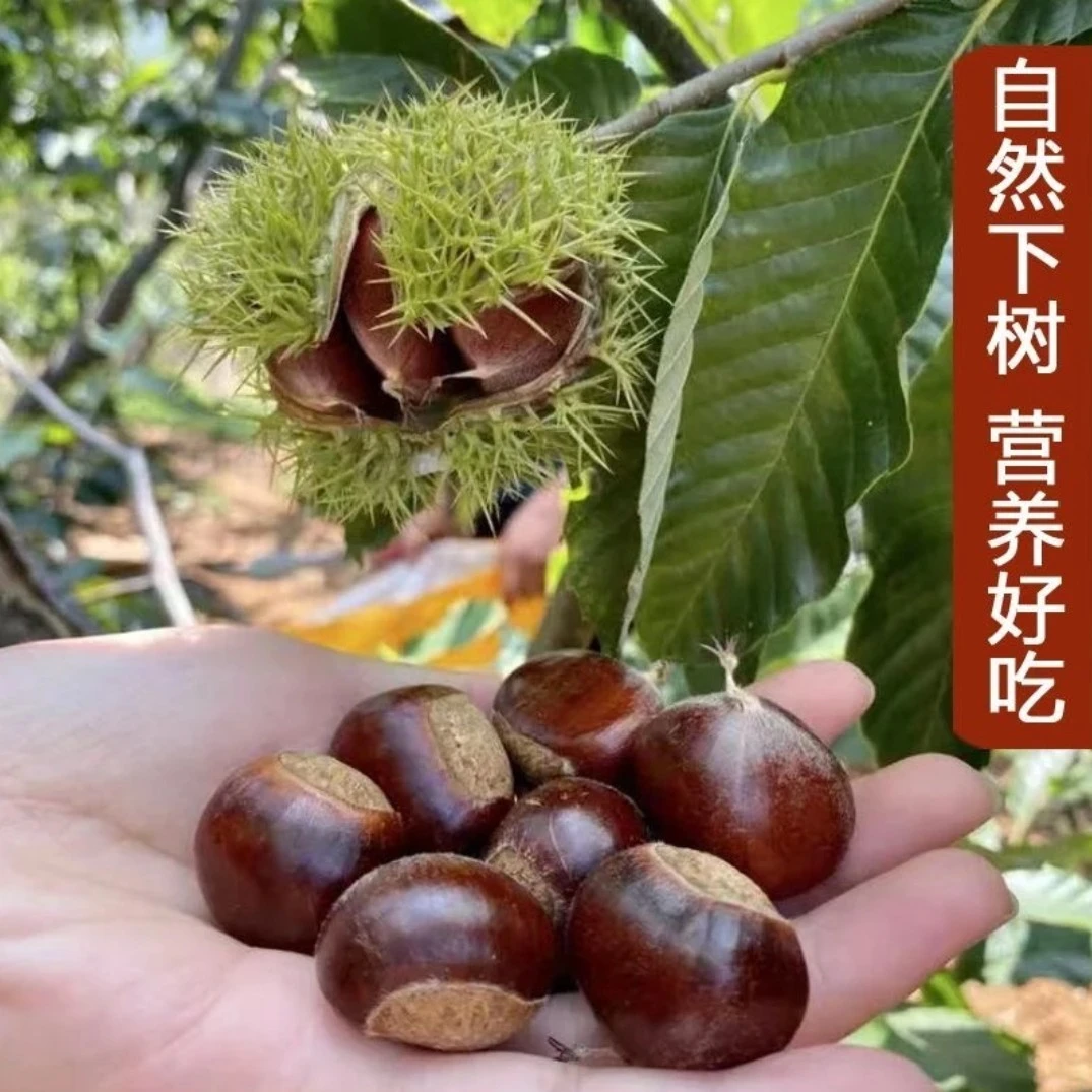 沂蒙山天然老树油栗自然成熟新鲜下树粉面香甜