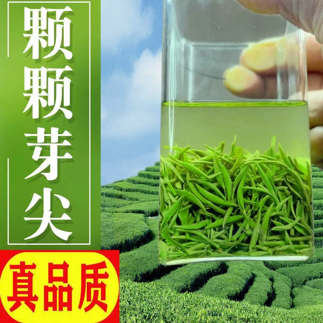 （法制报严选）国乐信阳毛尖雨前中芽浓香新茶耐泡型春茶嫩芽纯芽