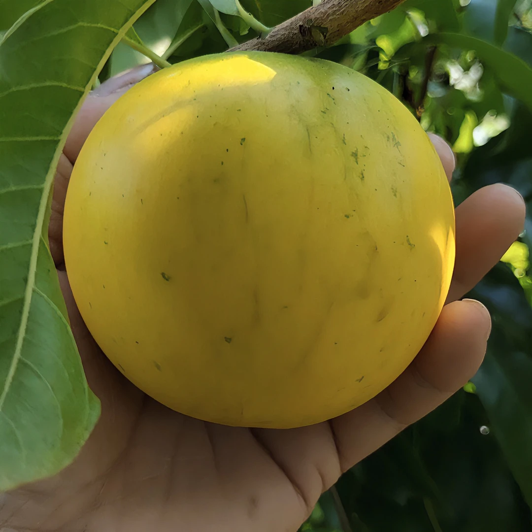 【顺丰包邮】广西云南海南新鲜冬蜜黄晶果钦密黄金百香果产地直供