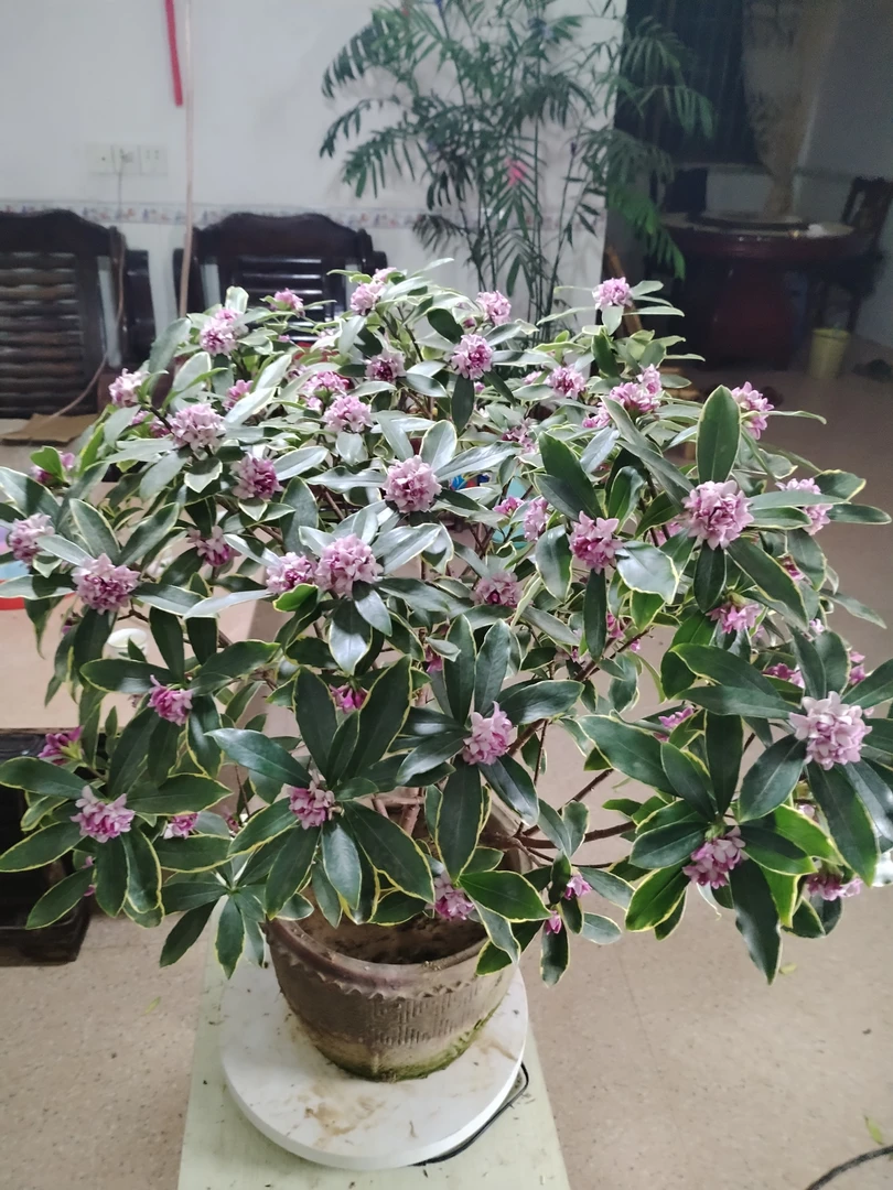 金边瑞香耐寒盆栽观花植物室内带花苞花叶浓香型盆景四季花卉