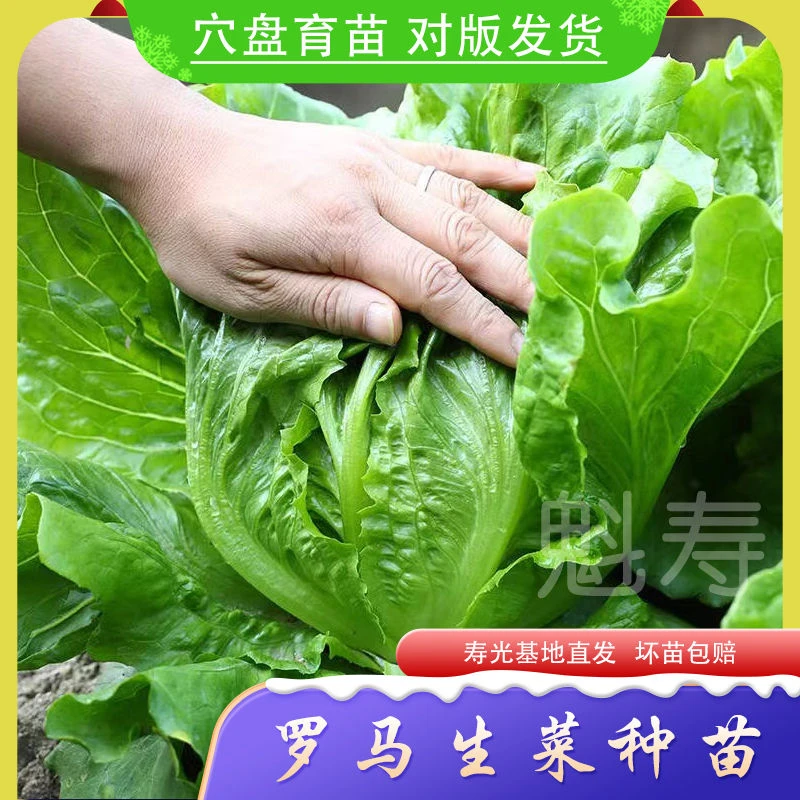 罗马生菜种子耐热抗病生菜种籽农家菜园庭院春秋四季蔬菜种子孑