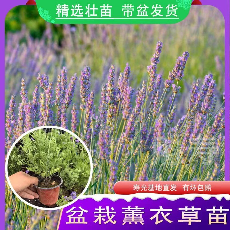 薰衣草盆栽花苗四季开花植物阳台庭院易养活带花苞香味助眠驱蚊