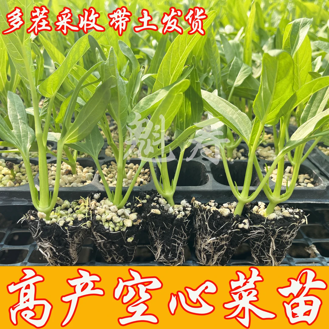 四季空心菜苗耐高温三叉高产小竹柳叶空心菜秧苗带根带土盆栽苗子