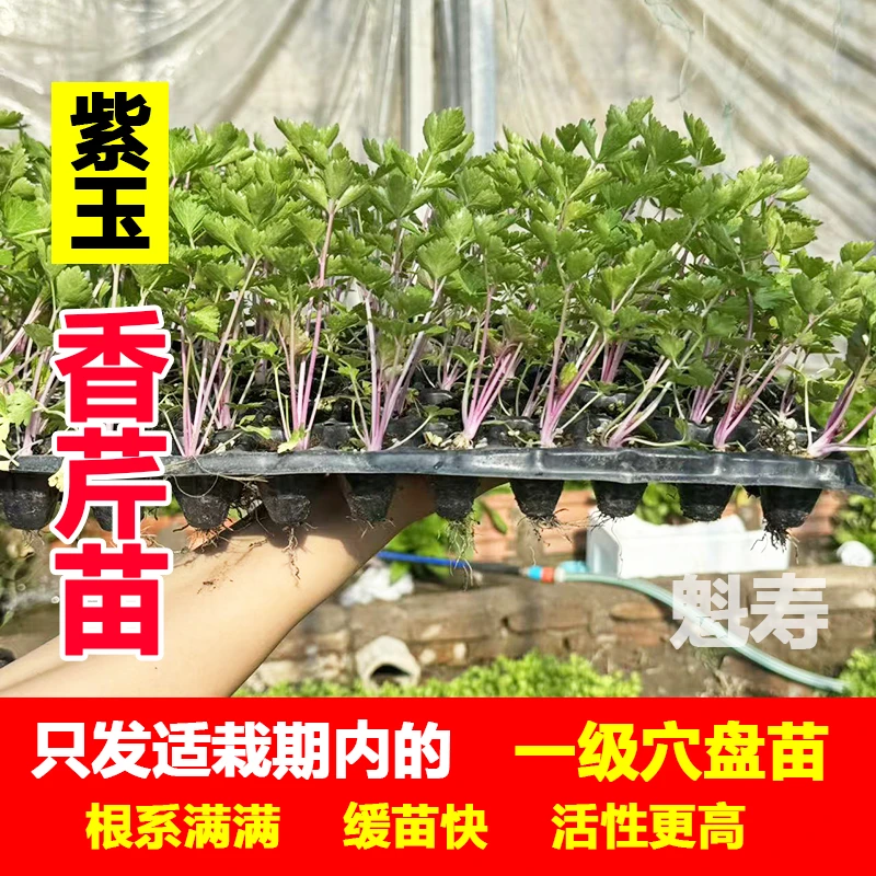 红芹菜苗香芹苗子红芹紫芹菜蔬菜种孑冬季阳台盆栽四季蔬菜种苗