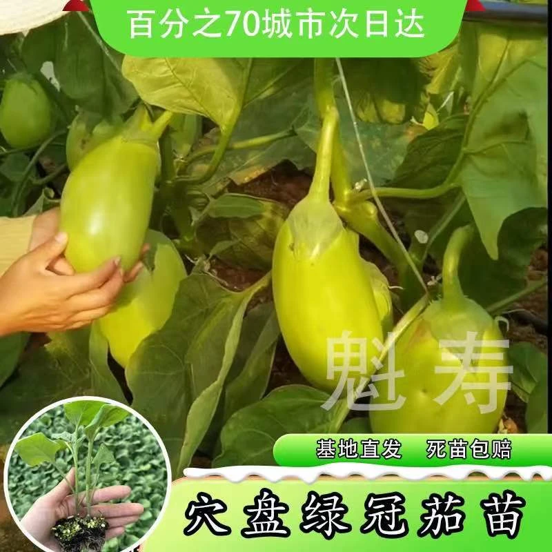 绿冠茄子苗绿茄子种青皮茄子牛心茄绿色灯泡茄绿圆茄子秧苗高产