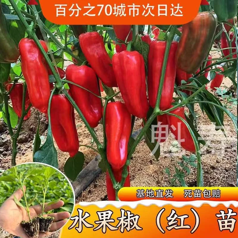 水果辣椒苗子种子种籽辣椒苗秧菜苗盆栽蔬菜苗子春季南方籽种秧苗