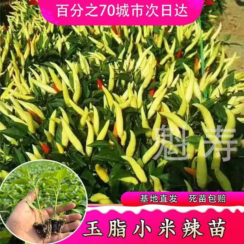 小米辣椒苗玉脂辣椒苗四季泡椒阳台盆栽苗蔬菜苗大棚菜园高产特辣