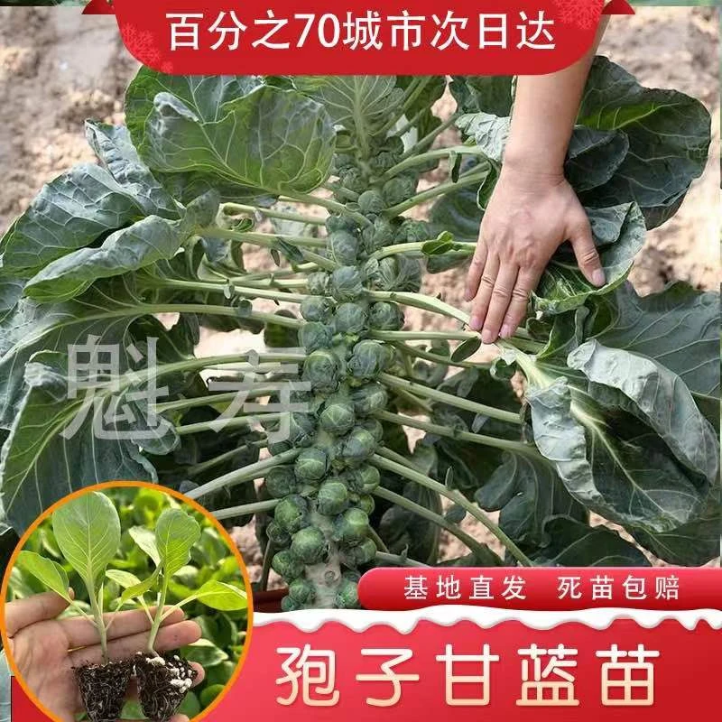 迷你孢子甘蓝苗秧四季春秋阳台庭院盆栽蔬菜苗抱子小包菜秧苗菜苗