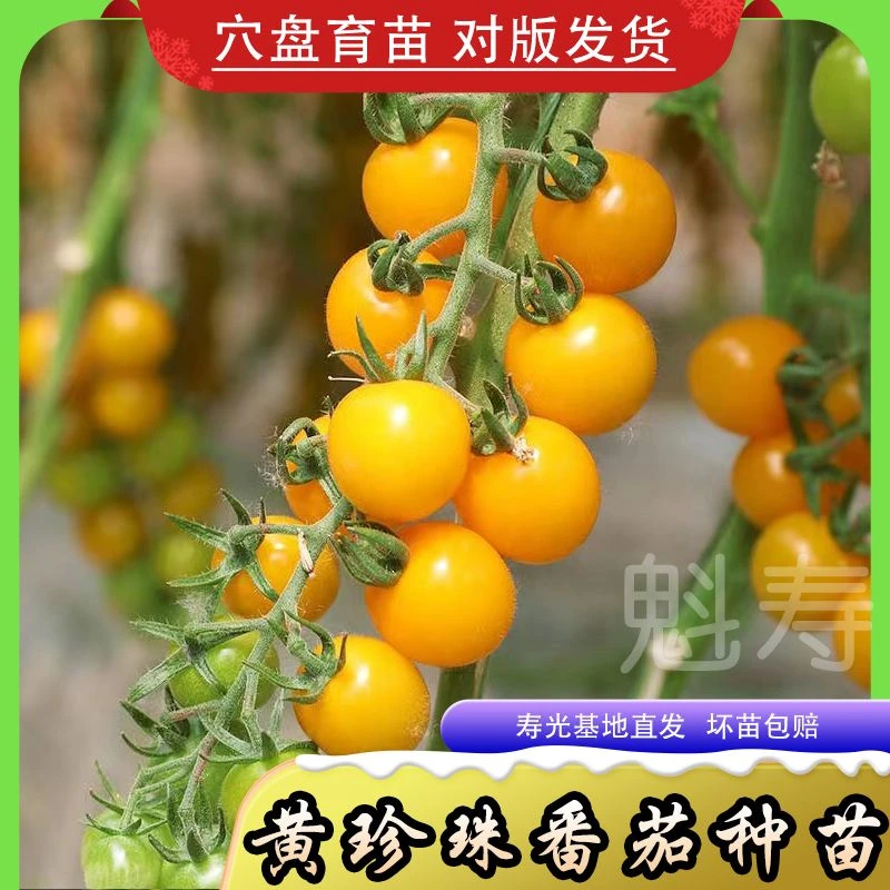 超甜黄珍珠小番茄种子黄樱桃番茄蔬菜种苗小黄番茄姑娘柿子菇娘果