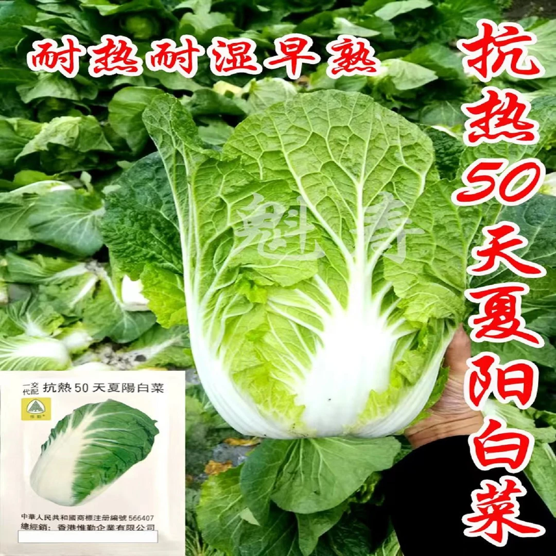 抗热50天夏阳白菜种子籽早熟耐高温大白菜种苗子四季阳台蔬菜秧苗