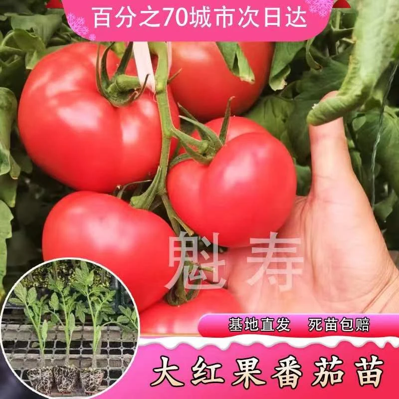 大红果西红柿种苗量大批发高产大棚秧苗南方菜苗蔬菜番茄苗易成活