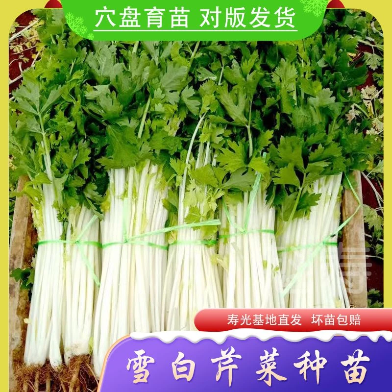雪白芹菜种子白色芹菜纤维少香味浓抗热耐寒高产家庭四季播包邮