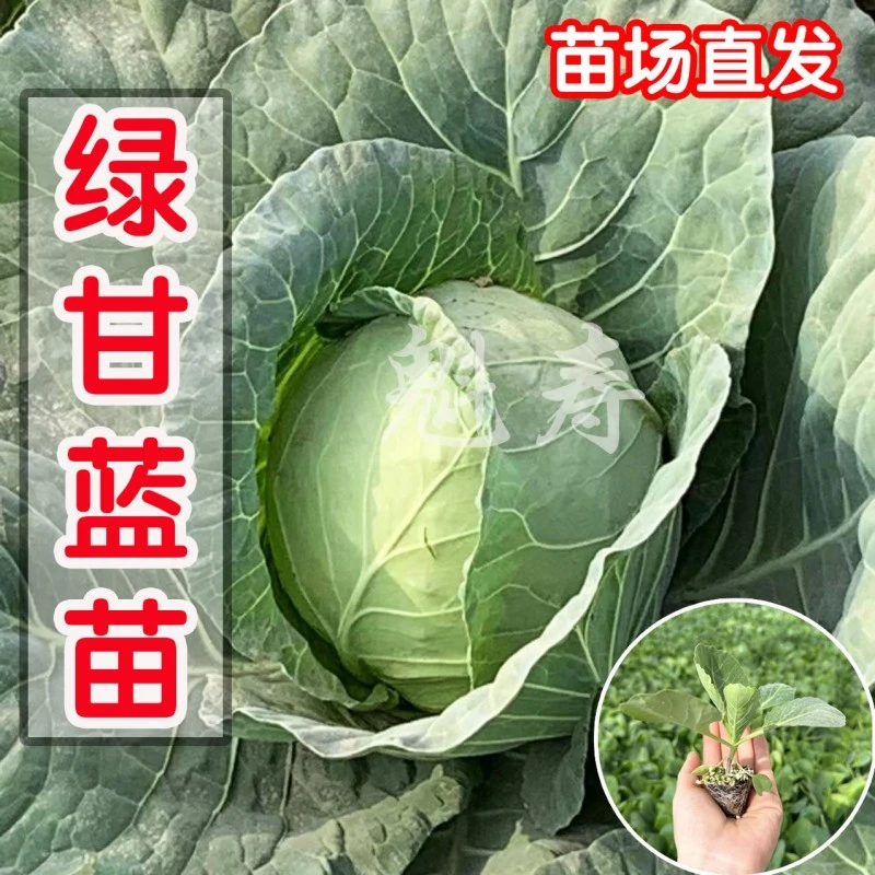 甘蓝松花菜苗子结球甘蓝青梗散花紫甘蓝家庭盆栽大面种植西兰花苗