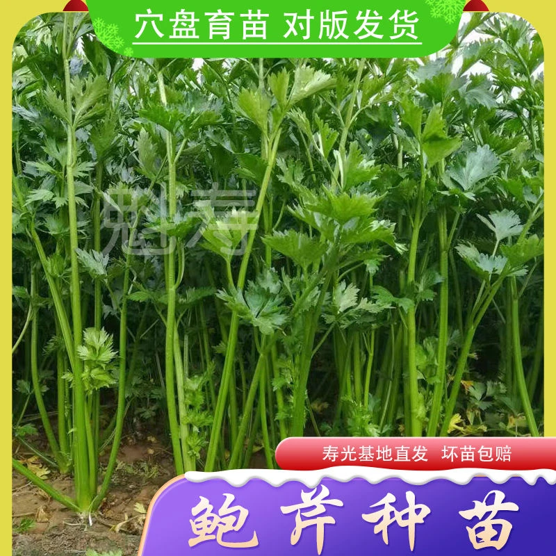 鲍芹苗种子苗芹菜苗种籽小芹籽种蔬菜菜种阳台子菜籽菜老品种