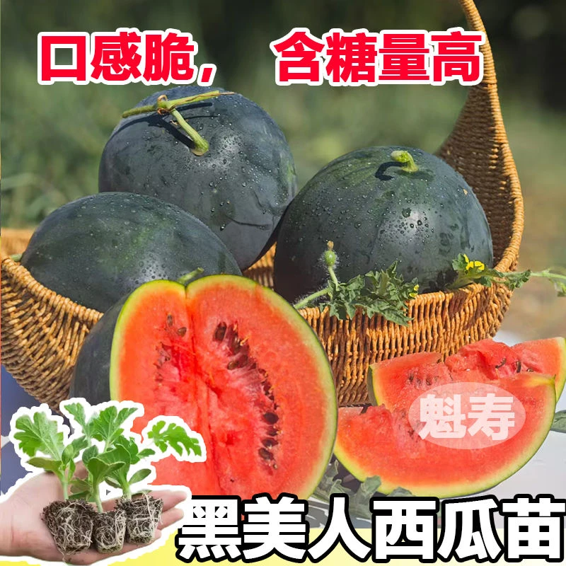 夏立秋播黑美人西瓜种苗四季夏季大果黑美人西瓜种子秋播西瓜秧苗