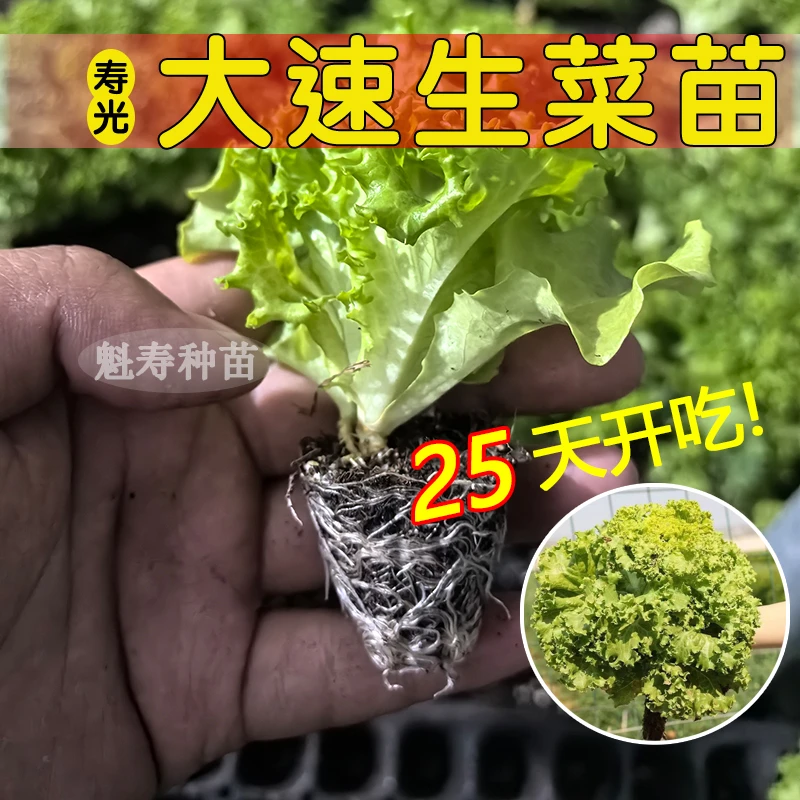大速直立紫色奶油生菜苗秧苗种子阳台无土栽培水培室内盆栽蔬菜苗