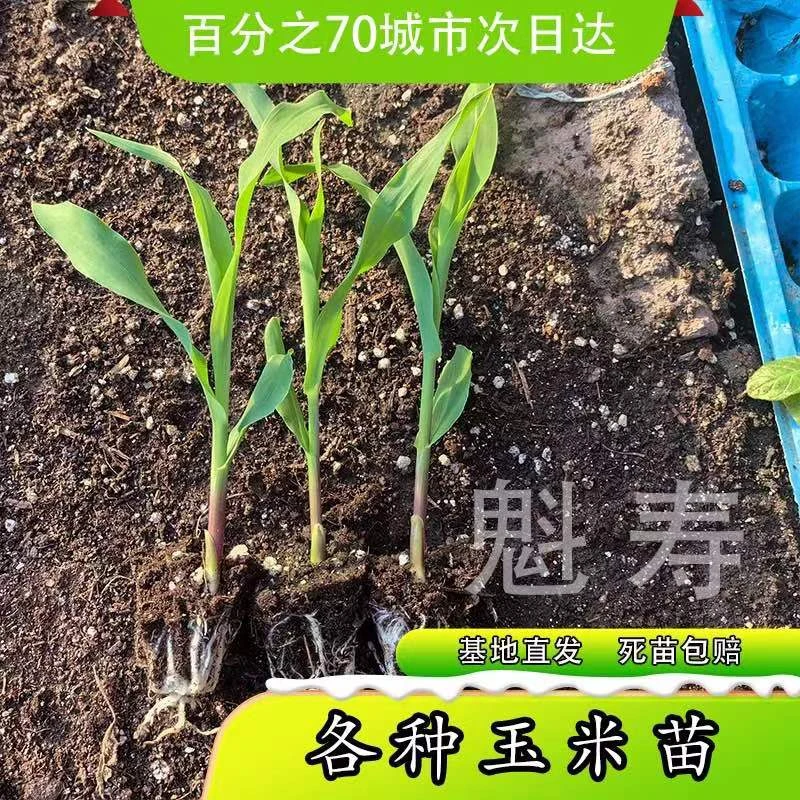 水果玉米种子孑粘糯玉米秧苗超甜特大高产生吃香甜春季四季播大田