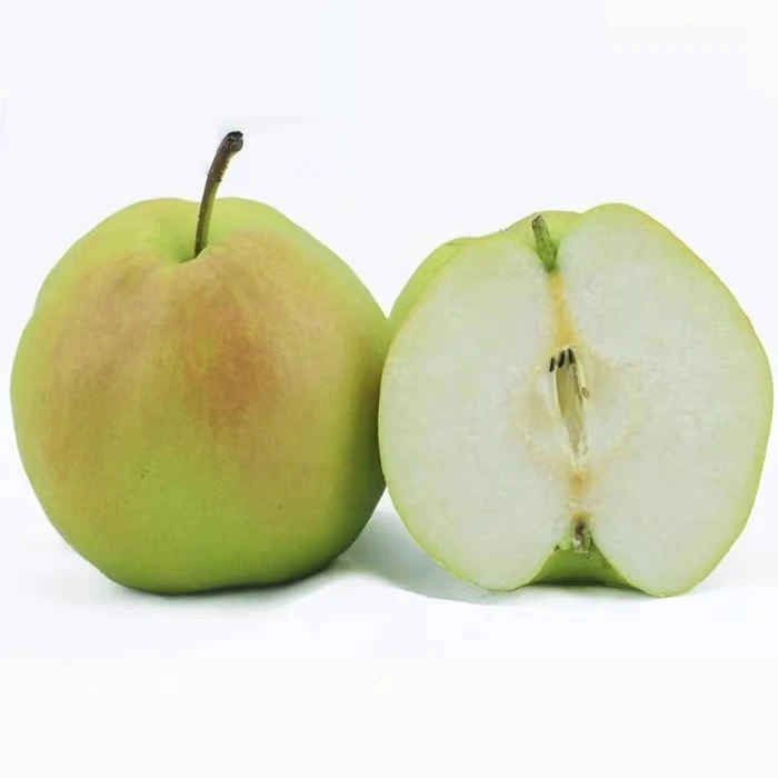 山西运城平陆玉露香梨5斤9斤礼盒装包邮脆甜多汁