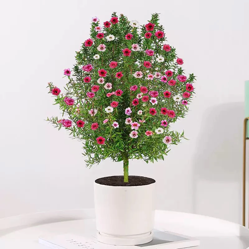 松红梅带花苞一树开三色雪花梅室内花卉盆栽阳台年宵花四季观花