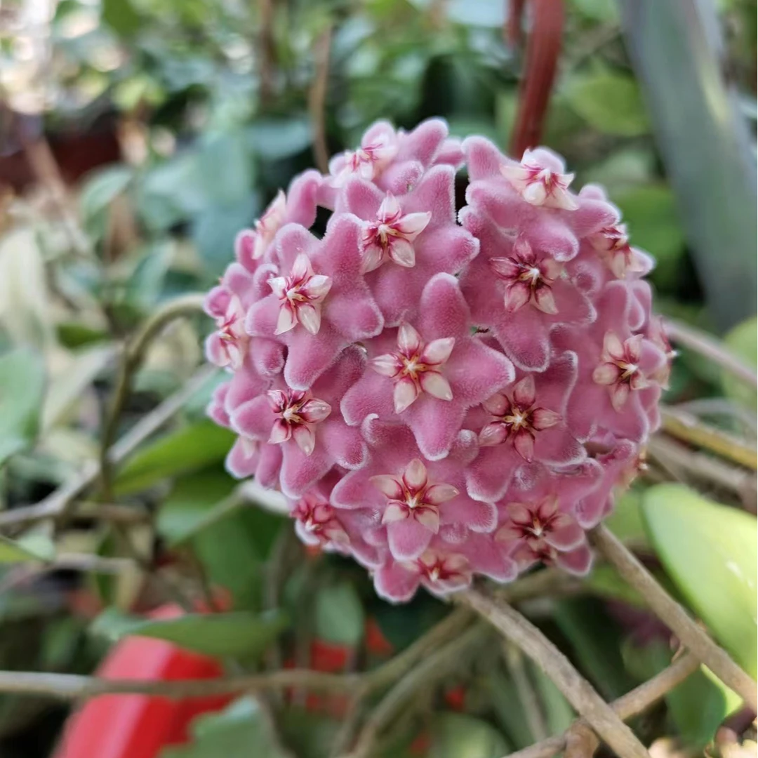 欣然球兰园艺  直播链接 一物一拍一发 货对版